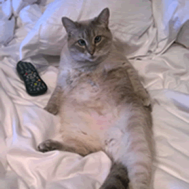 cat_with_remote_in_bed
